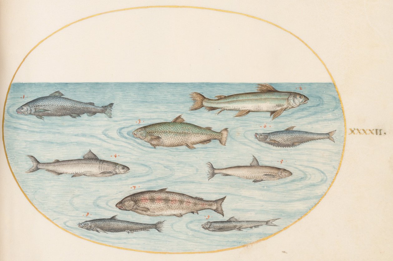 Lámina 42: Nueve peces de Joris Hoefnagel