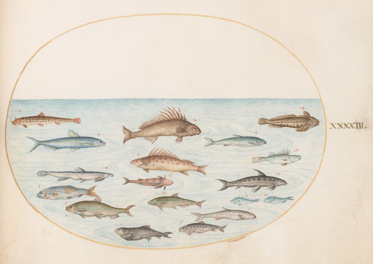 Lámina 43: Quince peces de Joris Hoefnagel