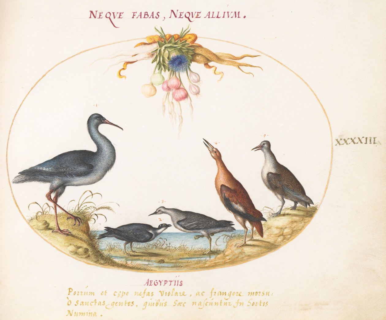 Lámina 43: Correlimos y otras aves costeras admirando una guirnalda de flores de Joris Hoefnagel