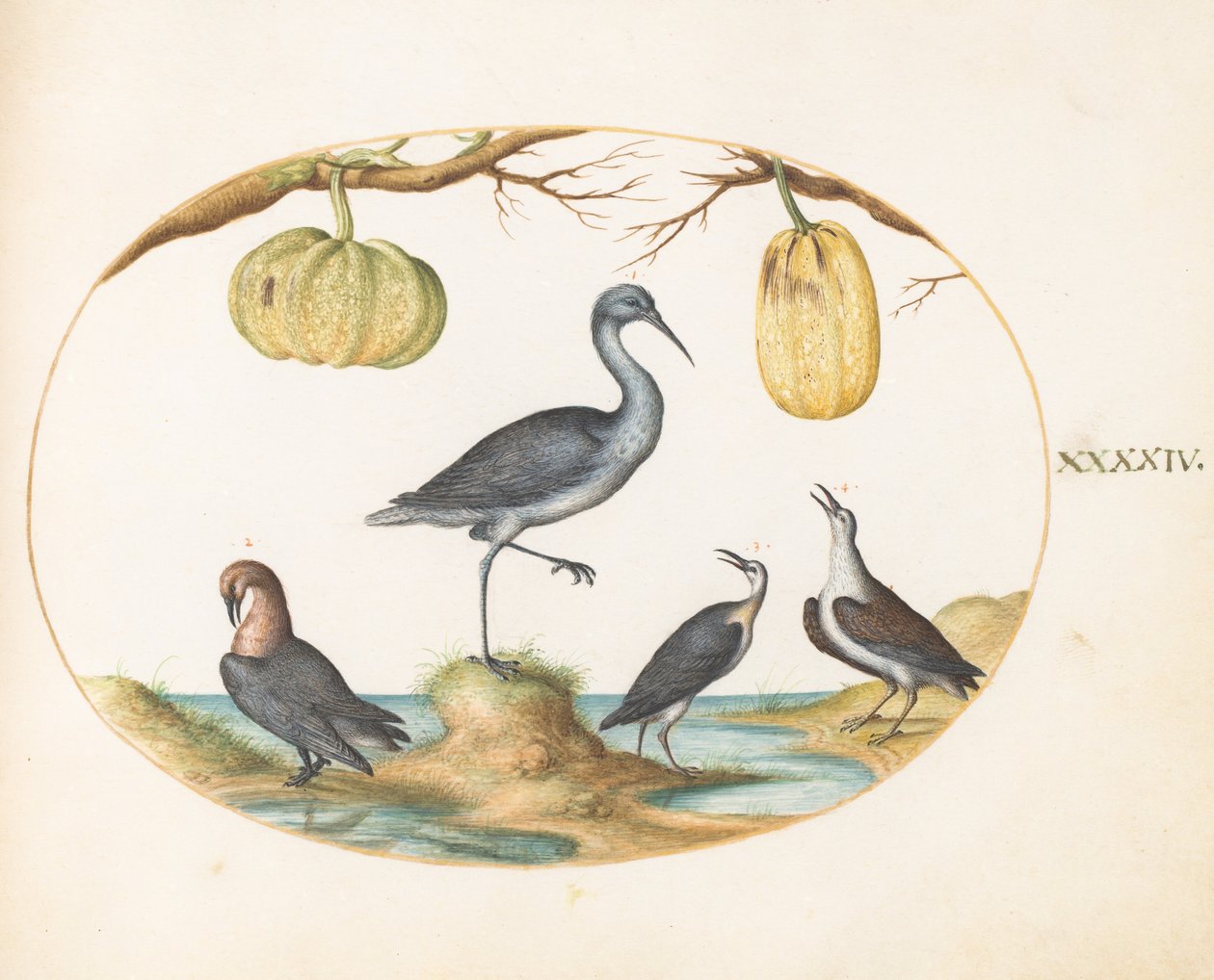 Lámina 44: Aguja colipinta (?) y correlimos con dos calabazas de Joris Hoefnagel