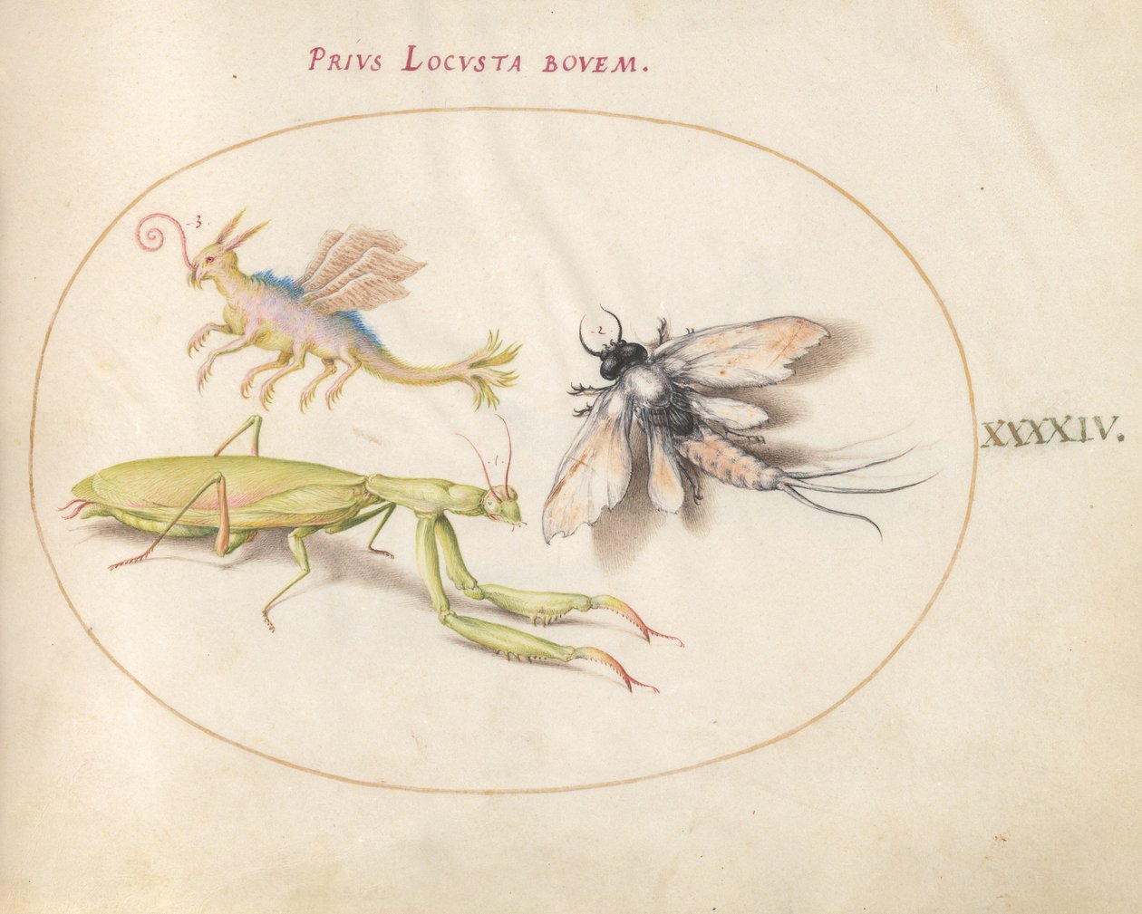 Placa 44: Mantis y efímera con un insecto imaginario de Joris Hoefnagel