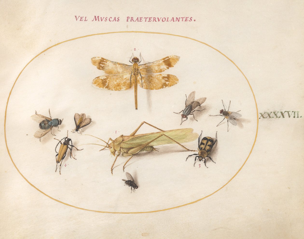 Placa 47: Una libélula, un saltamontes, moscas domésticas, un escarabajo carroñero, un escarabajo longicornio y otros insectos de Joris Hoefnagel