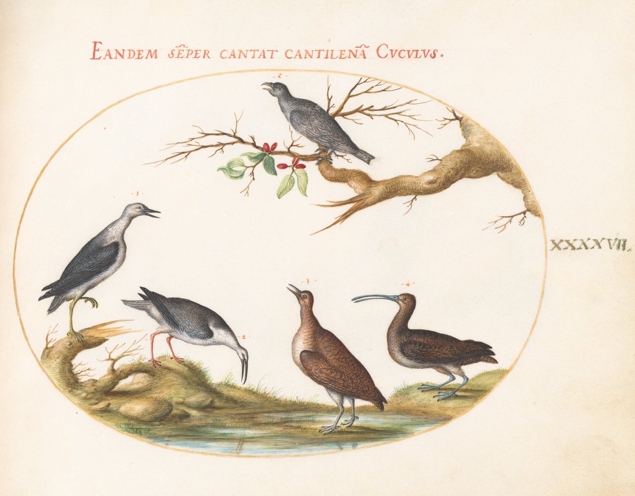 Placa 47: Aves costeras con un ave posada de Joris Hoefnagel