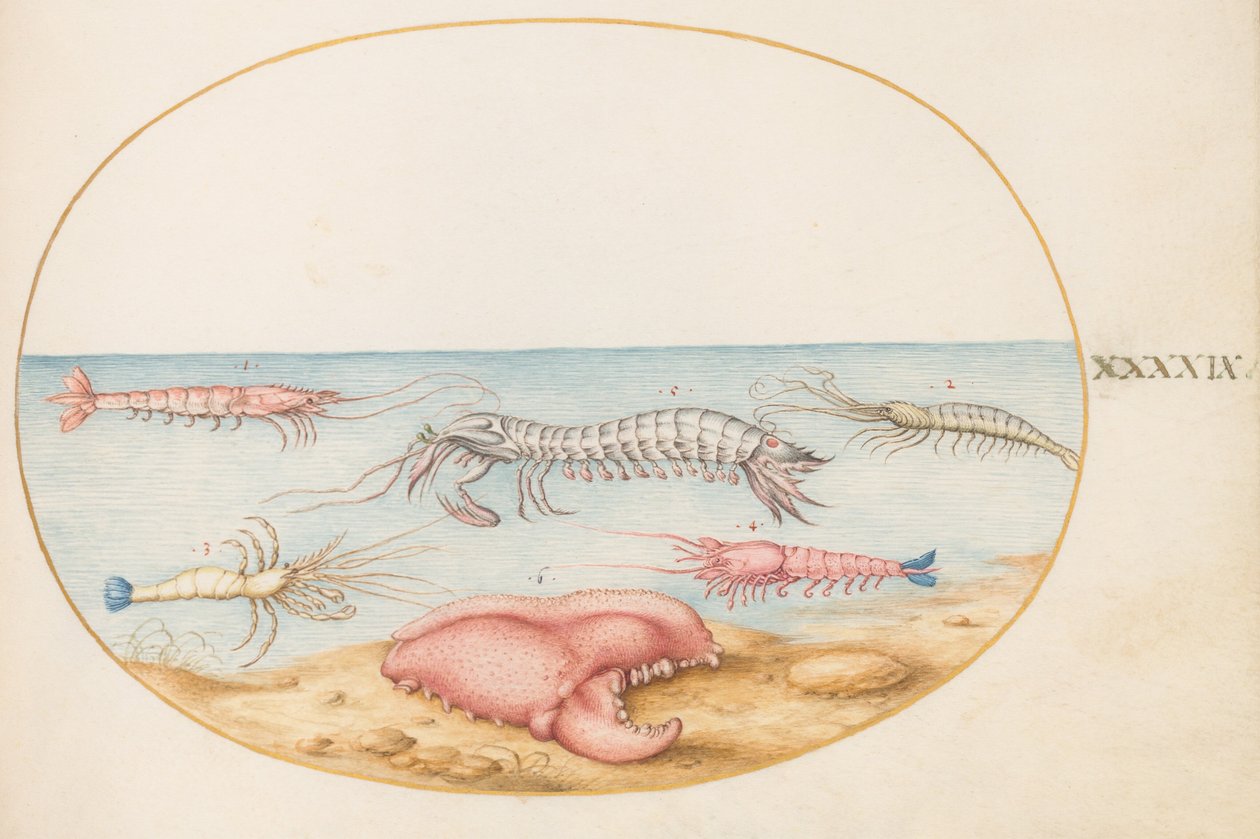 Lámina 49: galera y pinza de un cangrejo de río europeo de Joris Hoefnagel