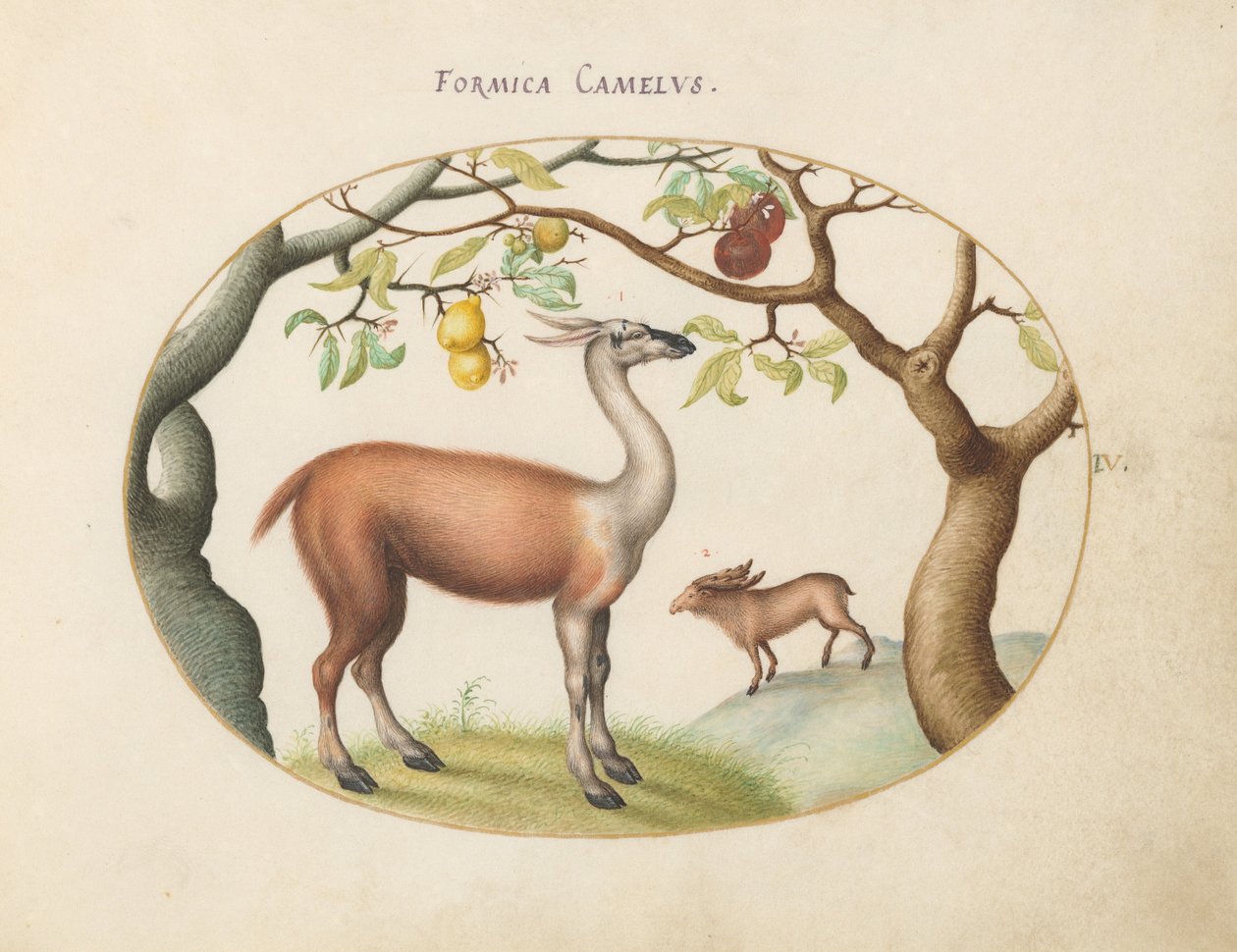 Lámina 4: Llama y Alce de Joris Hoefnagel