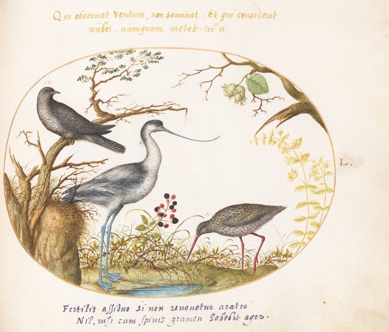 Placa 50: Una avoceta con dos aves más de Joris Hoefnagel