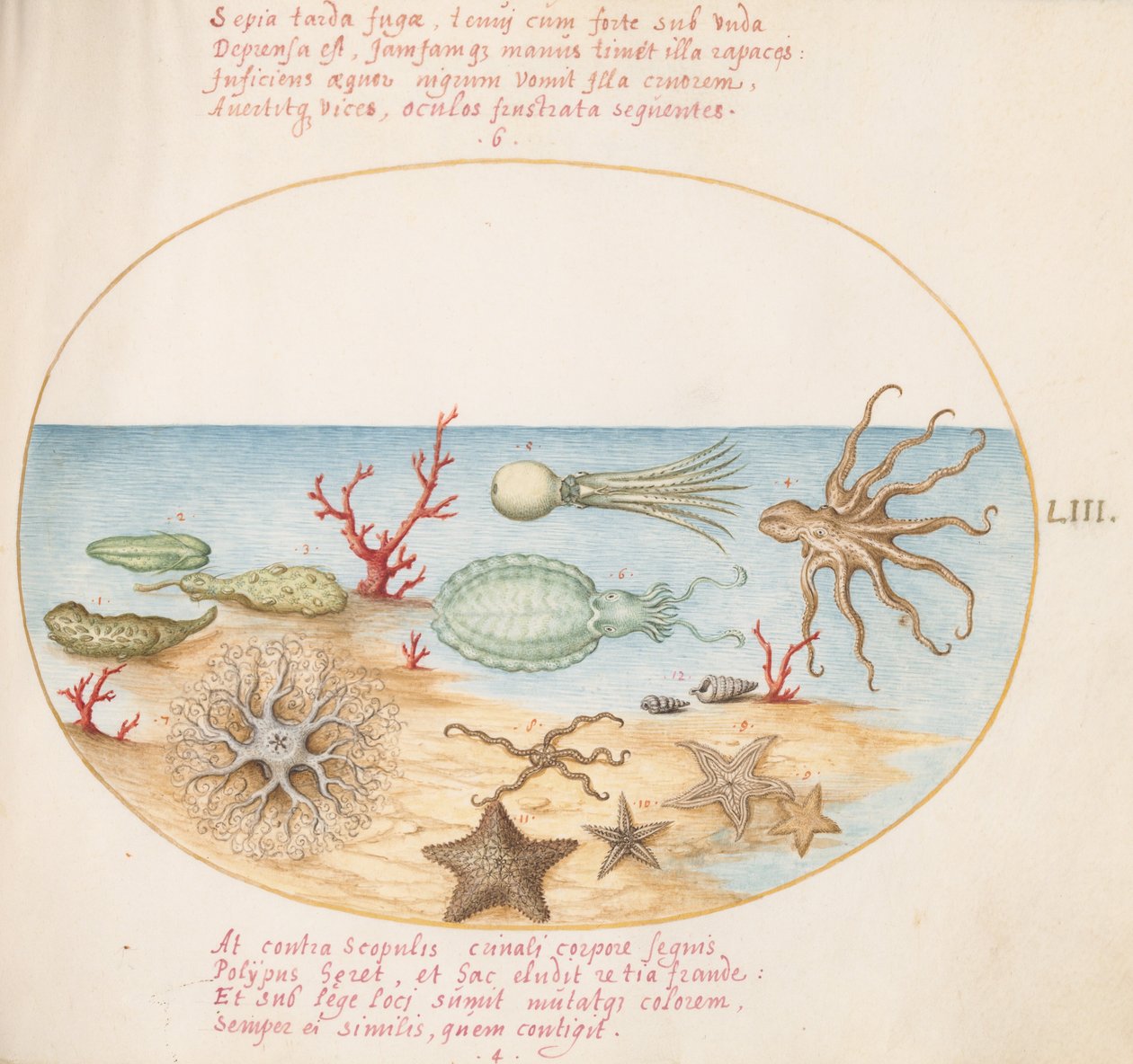 Placa 53: Pepinos de mar, coral, pulpo, estrella de mar, calamar y otras criaturas marinas de Joris Hoefnagel