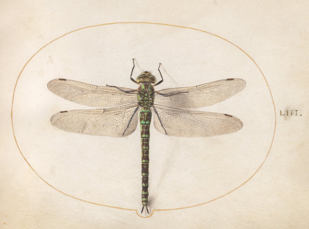 Lámina 53: Libélula «Southern Hawker» de Joris Hoefnagel