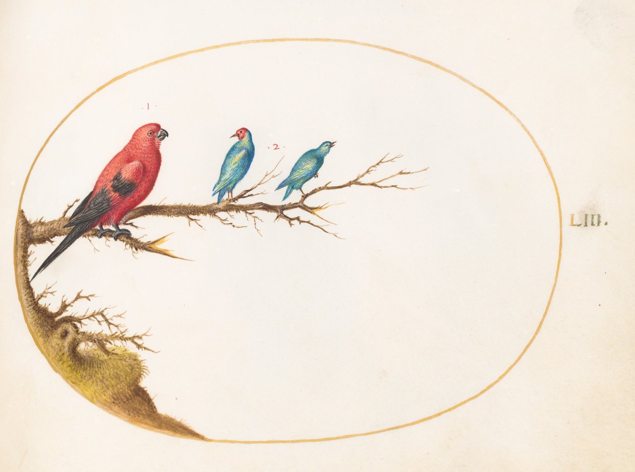 Lámina 53: Tres aves de colores vivos, entre ellas un tangara brasileño () de Joris Hoefnagel