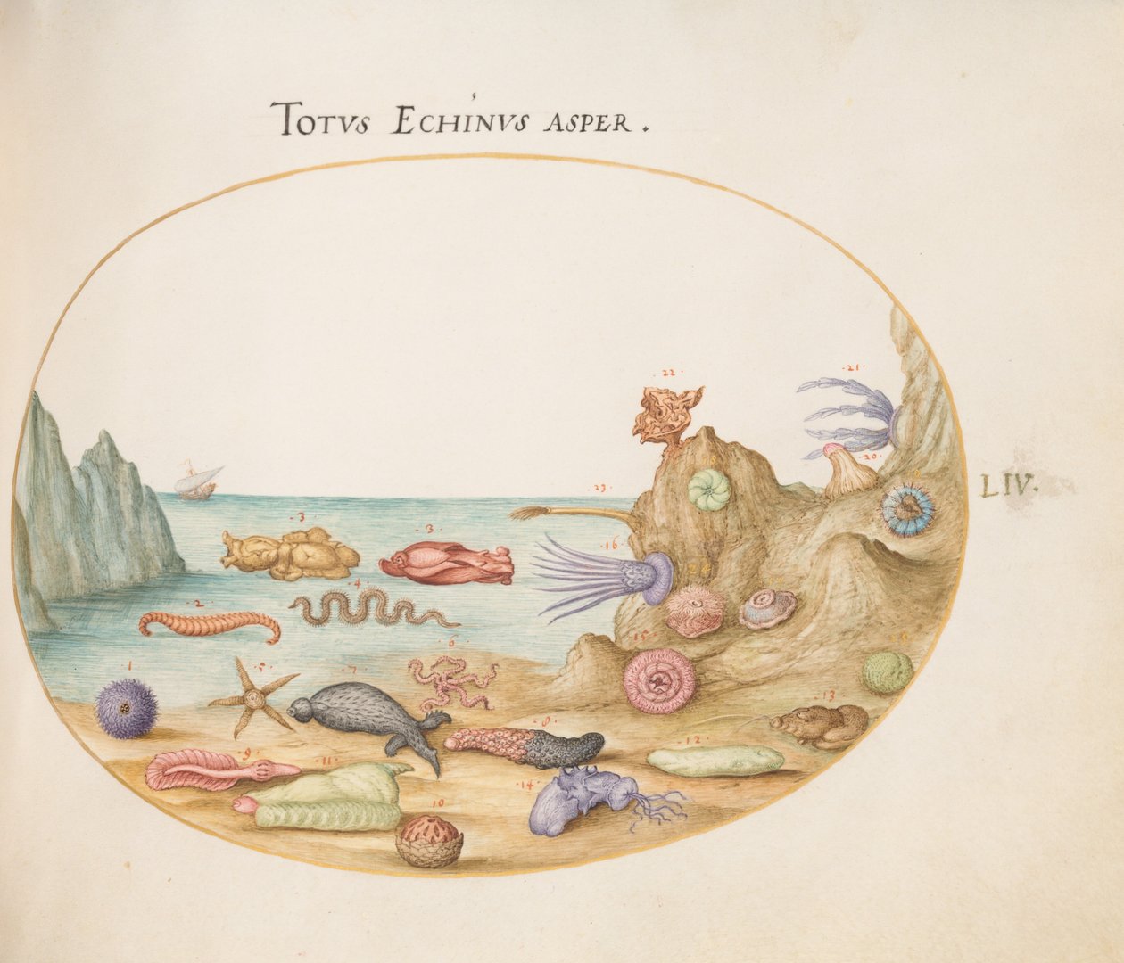 Lámina 54: Pepinos de Mar, Erizos de Mar, Estrellas de Mar, una Ortiga de Mar, una "Liebre de Mar" y Otra Vida Marina de Joris Hoefnagel