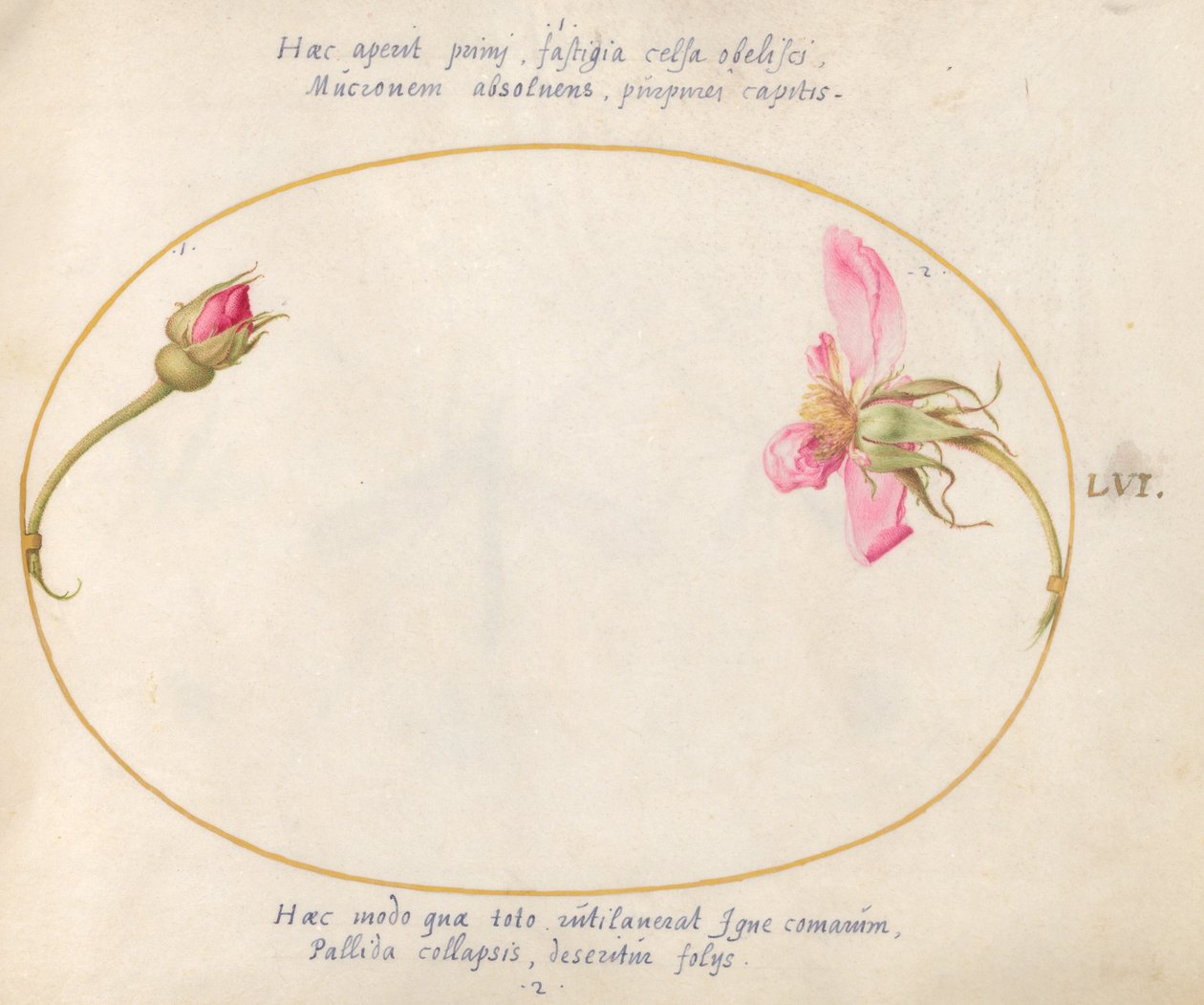Placa 56: Un capullo de rosa y una rosa rosa desintegrándose de Joris Hoefnagel