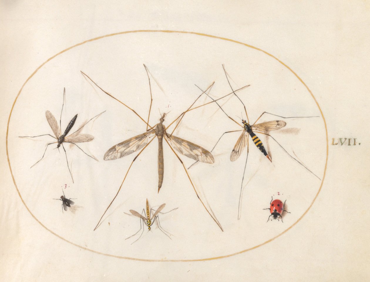 Placa 57: Una mariquita, una mosca y otros cuatro insectos de Joris Hoefnagel