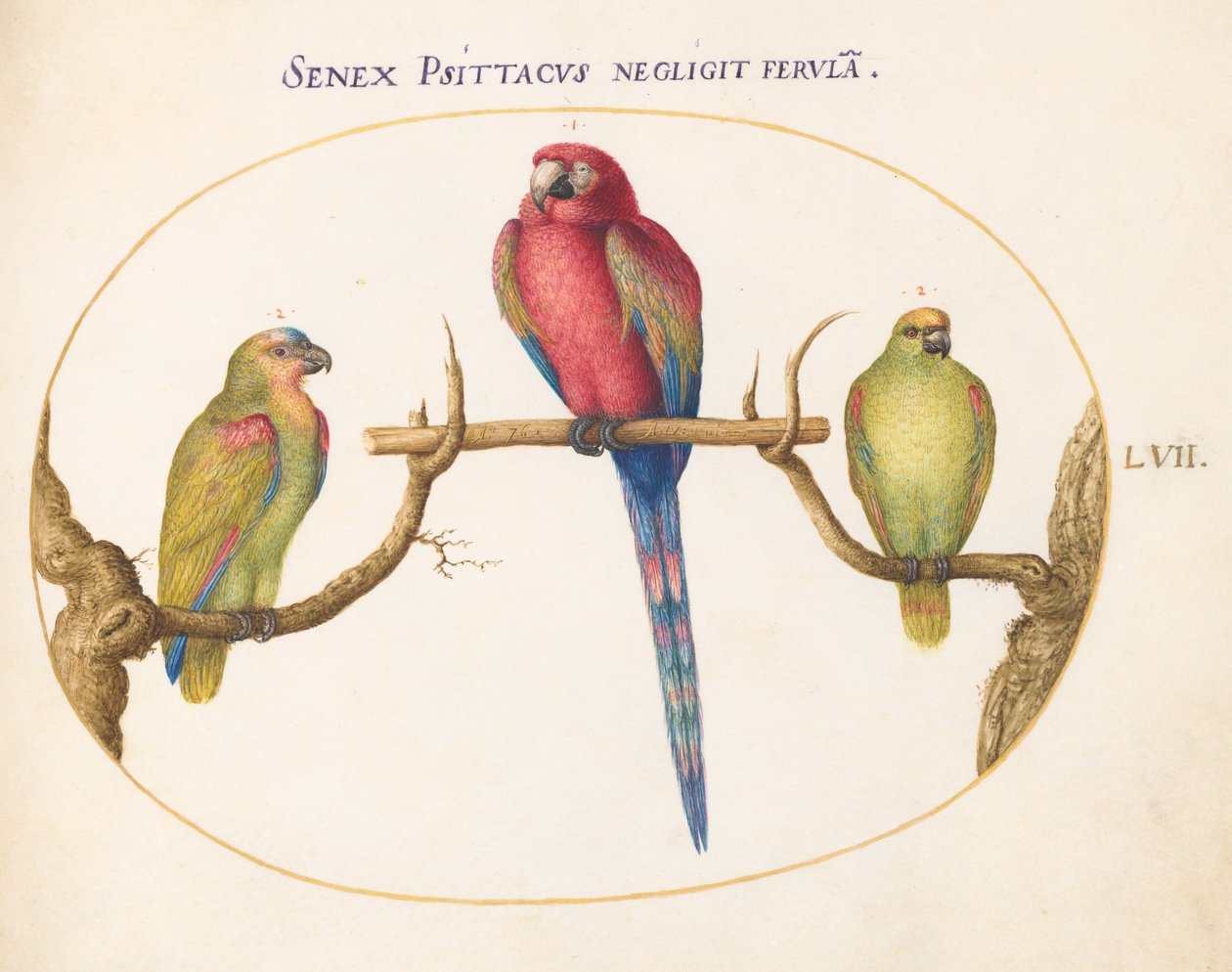 Lámina 57: guacamayo escarlata con dos loros verdes más pequeños de Joris Hoefnagel