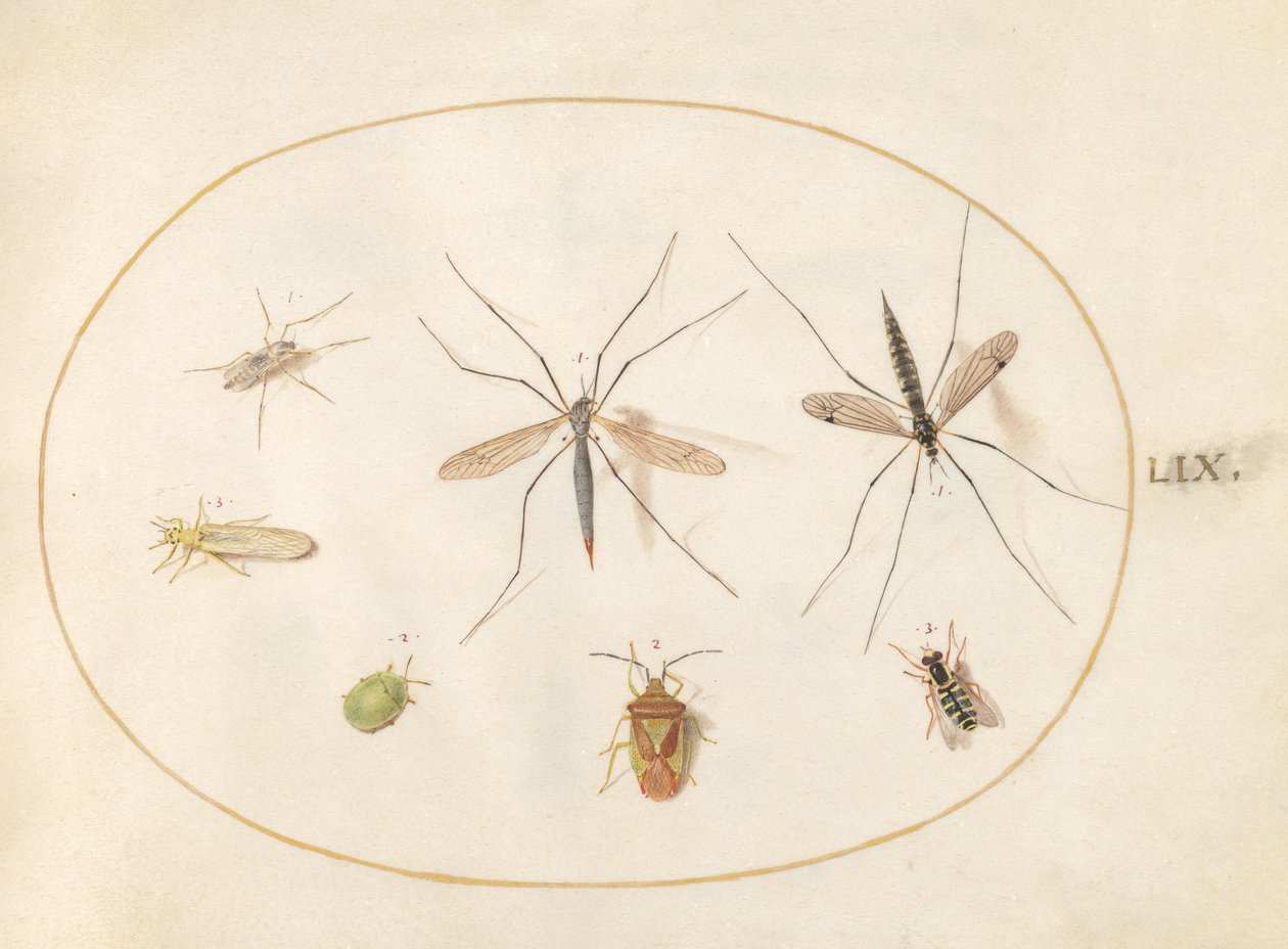 Placa 59: Siete insectos, incluyendo un escudo de espino, moscas grulla y una mosca flotante de Joris Hoefnagel