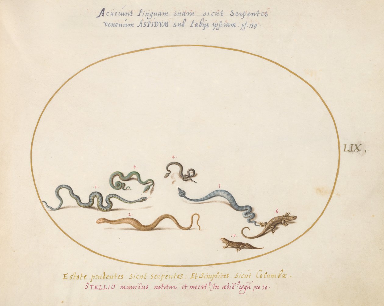 Placa 59: Serpientes y un lagarto de Joris Hoefnagel