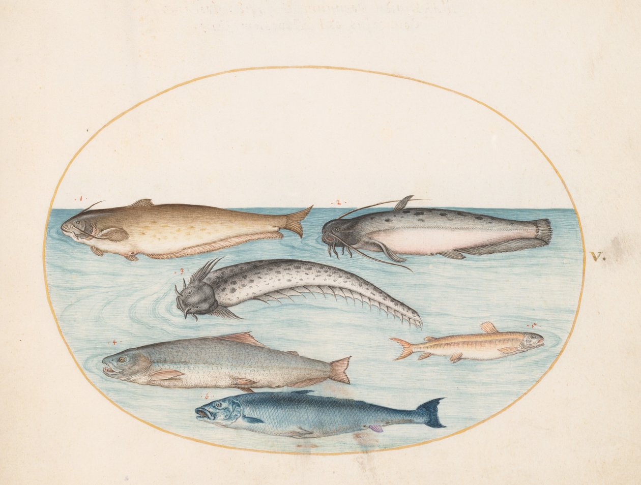Lámina 5: tres peces gato, un salmón y otros dos peces de Joris Hoefnagel