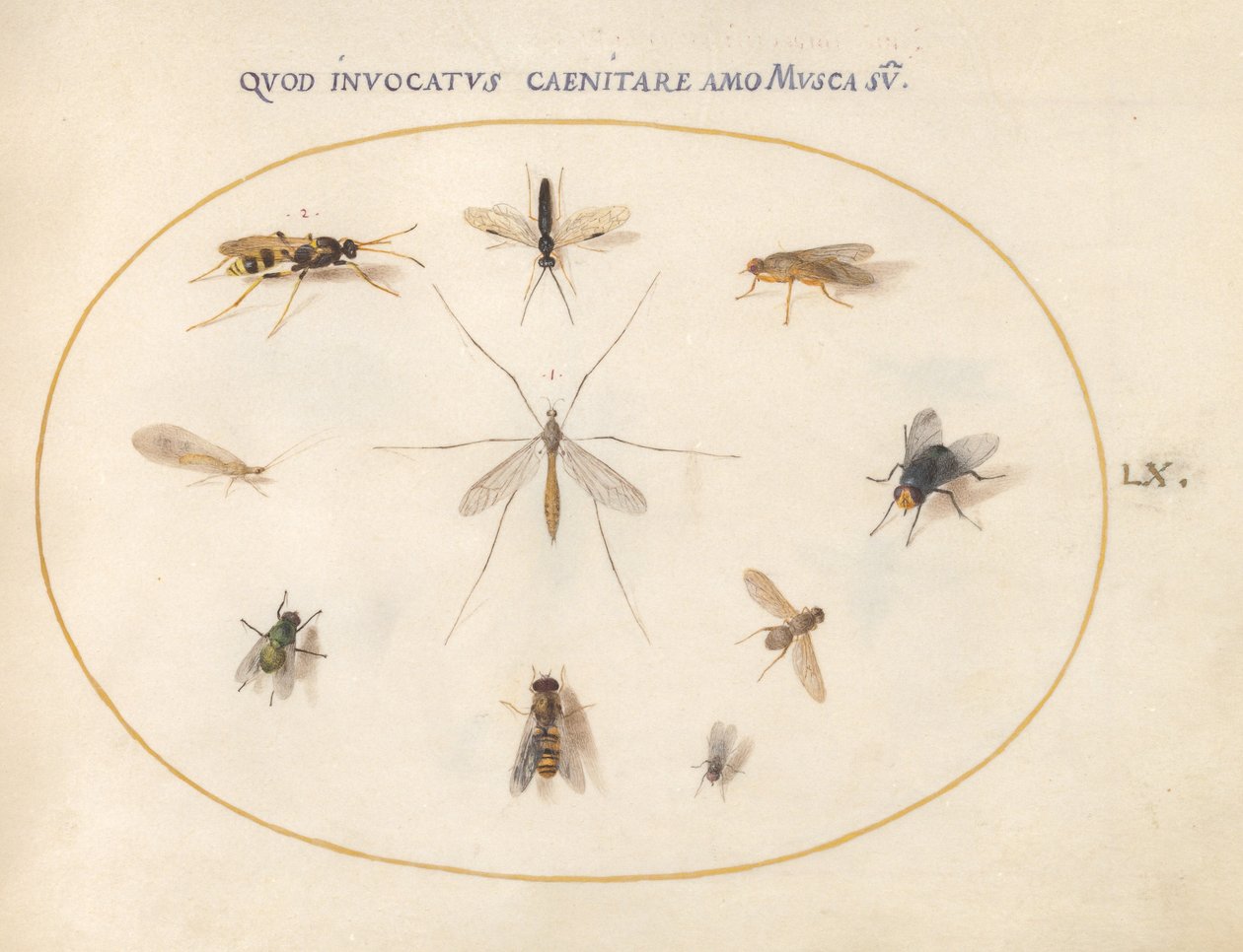Placa 60: Moscas y Otros Insectos de Joris Hoefnagel
