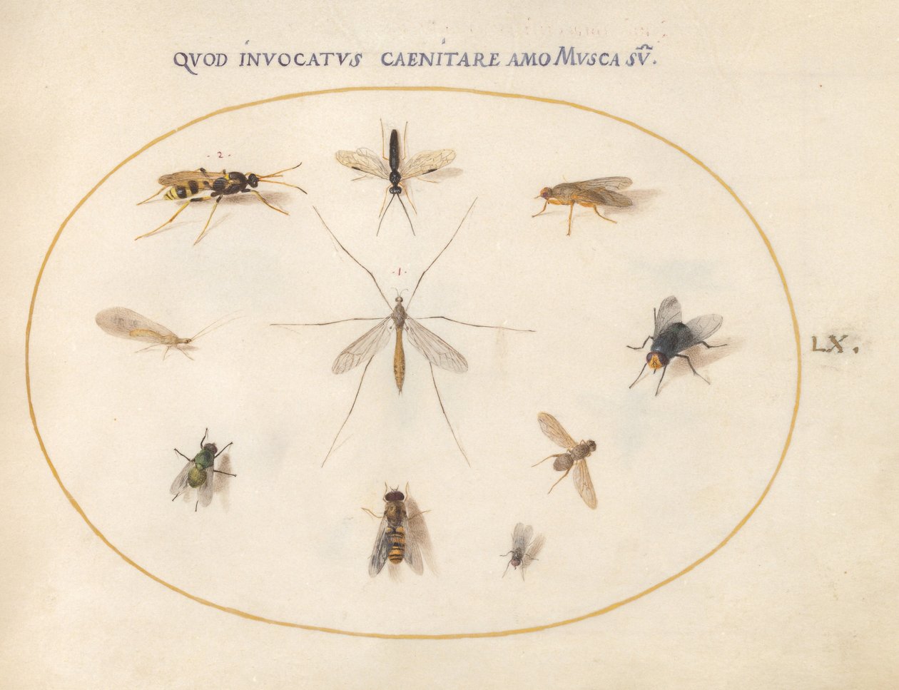Lámina 60: Moscas y otros insectos, c.1575/80 (acuarela, gouache y oro sobre vitela) de Joris Hoefnagel