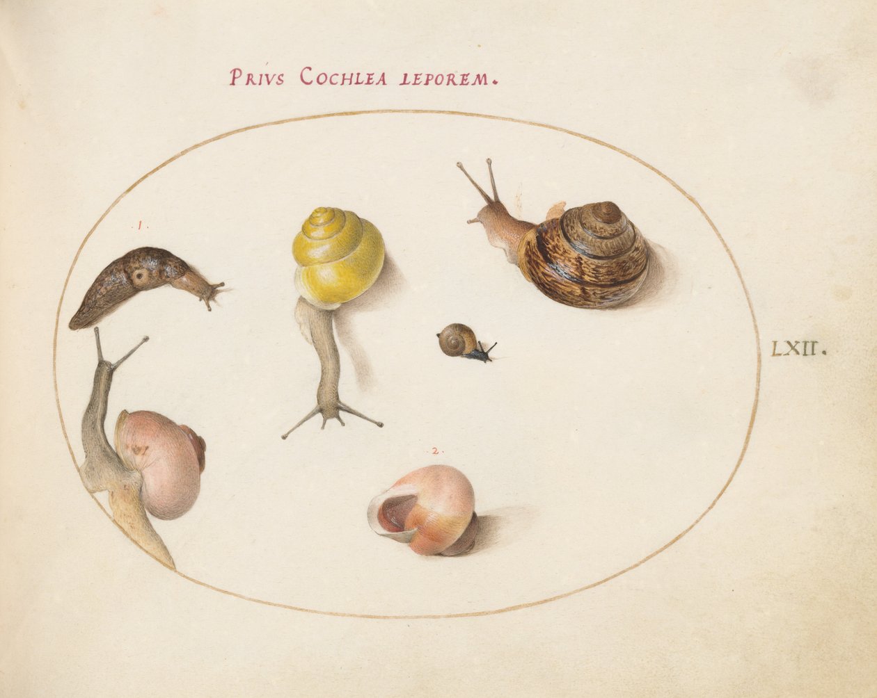 Plato 62: Una Babosa con Caracoles de Joris Hoefnagel