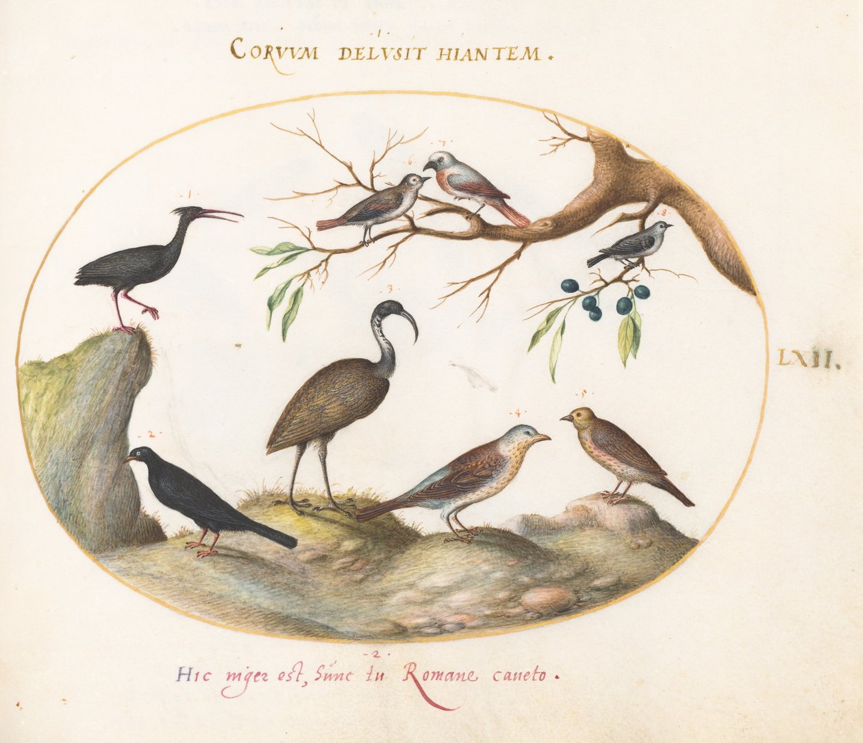 Placa 62: Ibis calvo del norte e ibis brillante con otras aves de Joris Hoefnagel