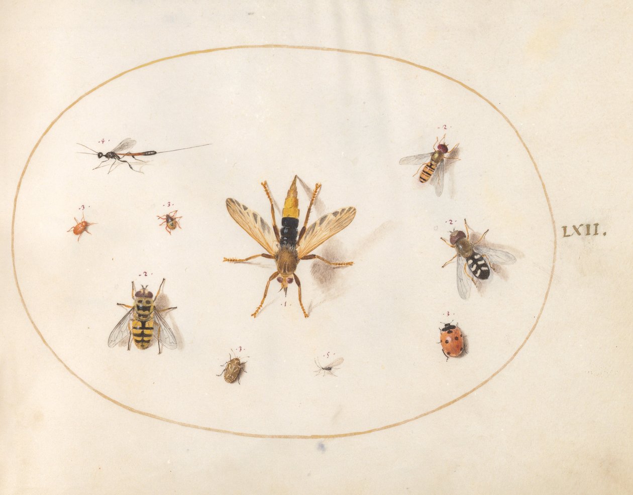 Placa 62: Diez insectos de Joris Hoefnagel