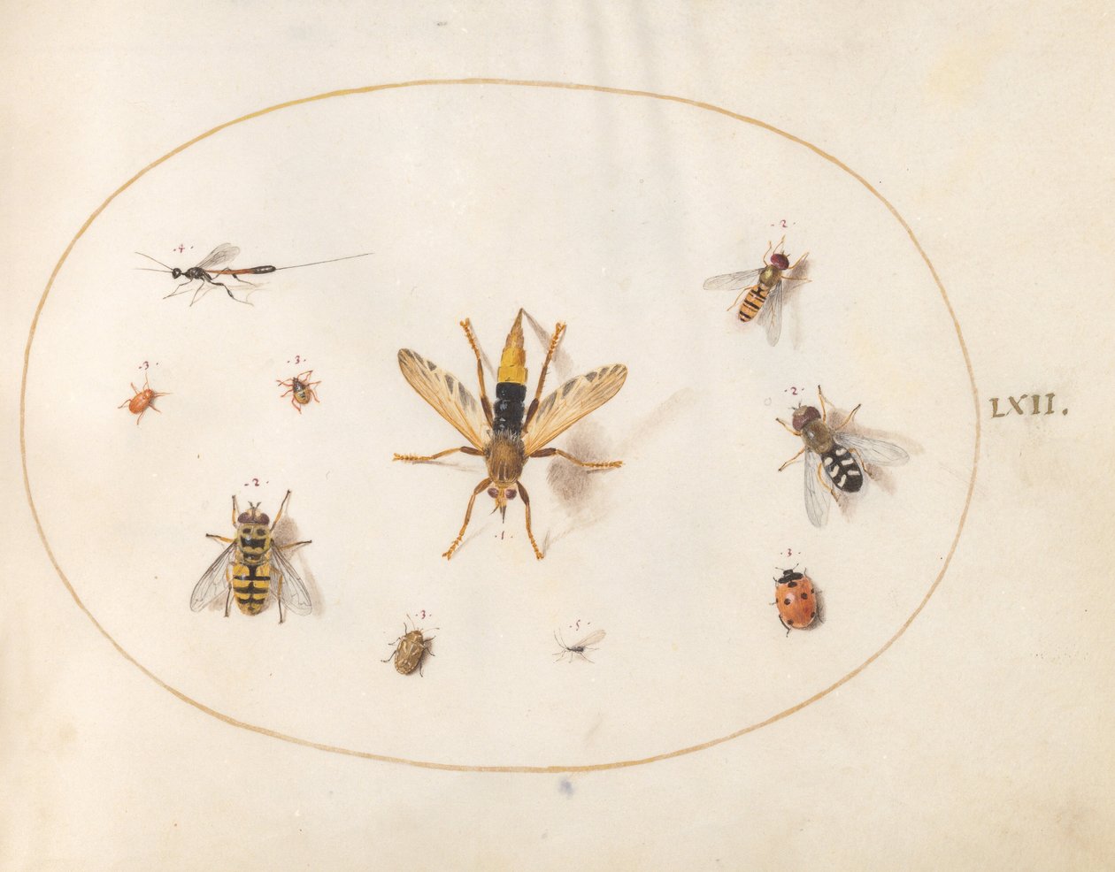 Lámina 62: diez insectos de Joris Hoefnagel