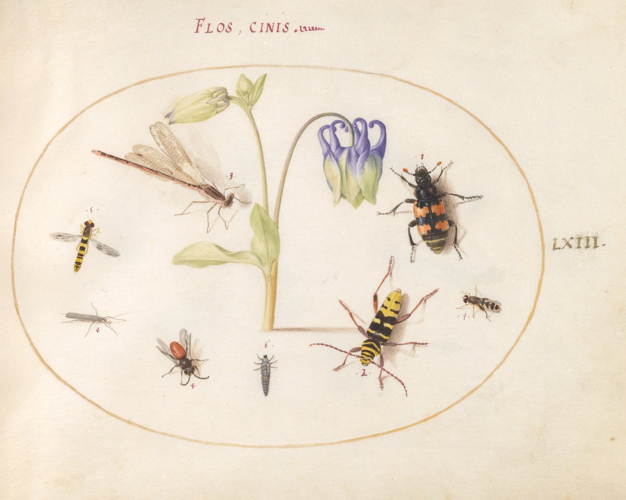 Placa 63: Una libélula, un escarabajo de cuernos largos, un escarabajo sepulturero y otros insectos con una aguileña azul y blanca de Joris Hoefnagel