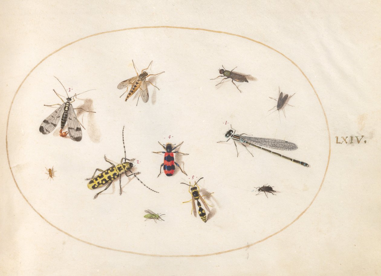 Placa 64: Once Insectos, Incluyendo una Libélula y un Escarabajo de Cuernos Largos de Joris Hoefnagel