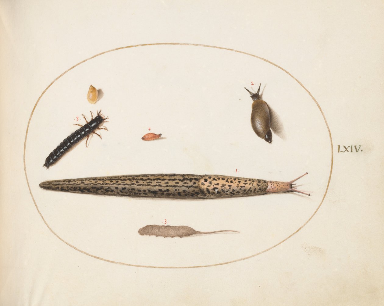 Placa 64: Babosa leopardo, larva de escarabajo terrestre, una larva de cola de rata y otras criaturas de Joris Hoefnagel