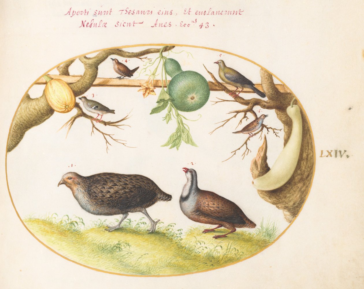 Placa 64: Dos perdices, un chochín y otros pájaros de Joris Hoefnagel