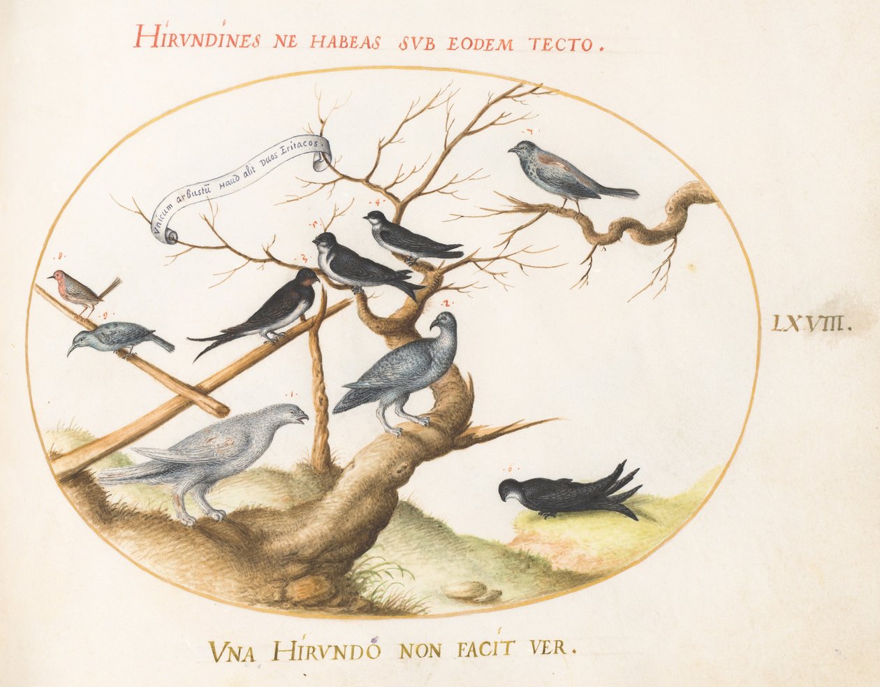 Placa 68: Un lagópodo, golondrinas y otros pájaros de Joris Hoefnagel
