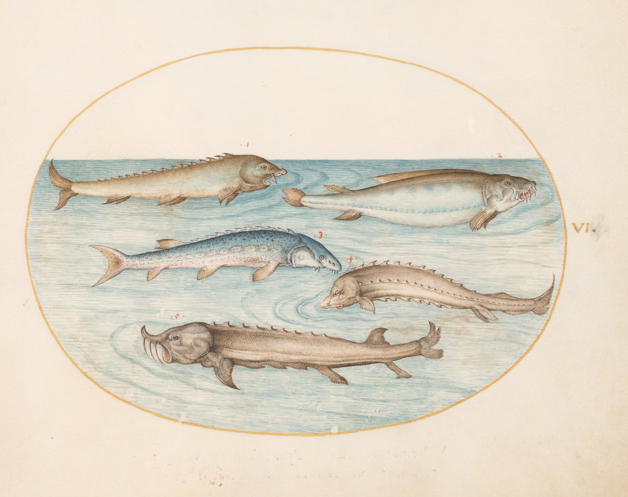 Plato 6: Cinco bagres y esturión(?) de Joris Hoefnagel
