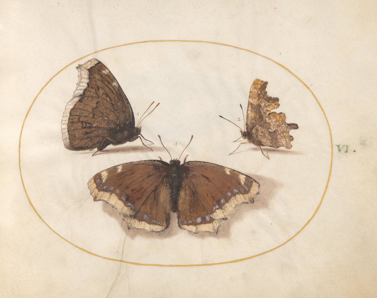 Lámina 6: Dos vistas de una mariposa capa de luto con una mariposa C de Joris Hoefnagel