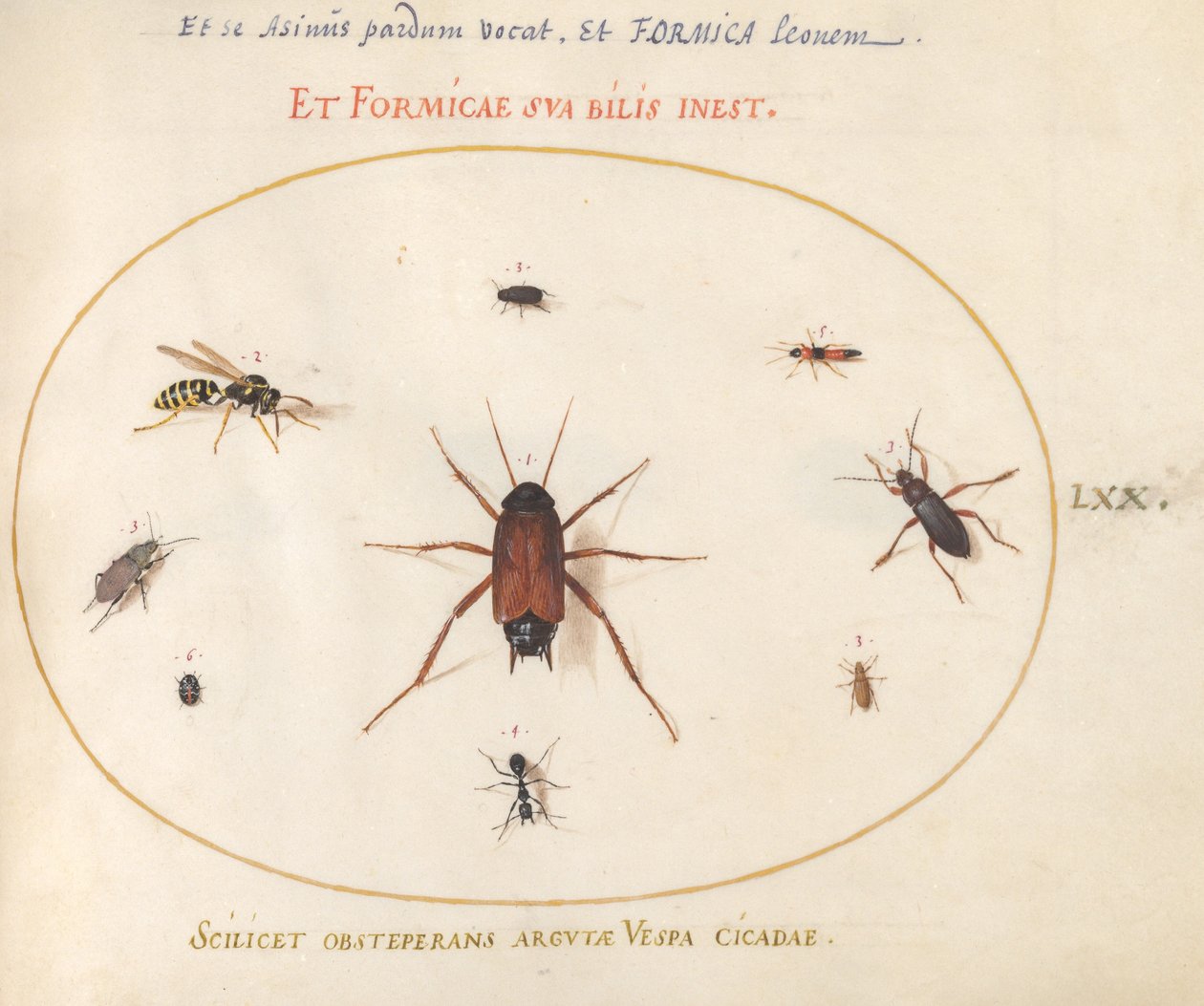 Placa 70: Un rutilo rodeado de insectos de Joris Hoefnagel