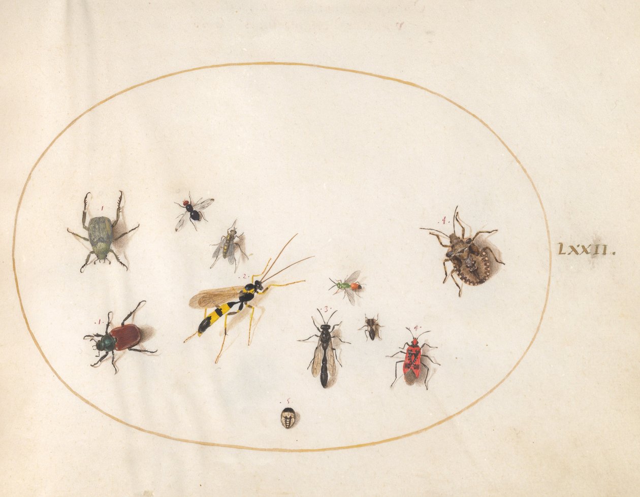 Placa 72: Chinche de escudo, chinche de canela, avispa y otros insectos de Joris Hoefnagel