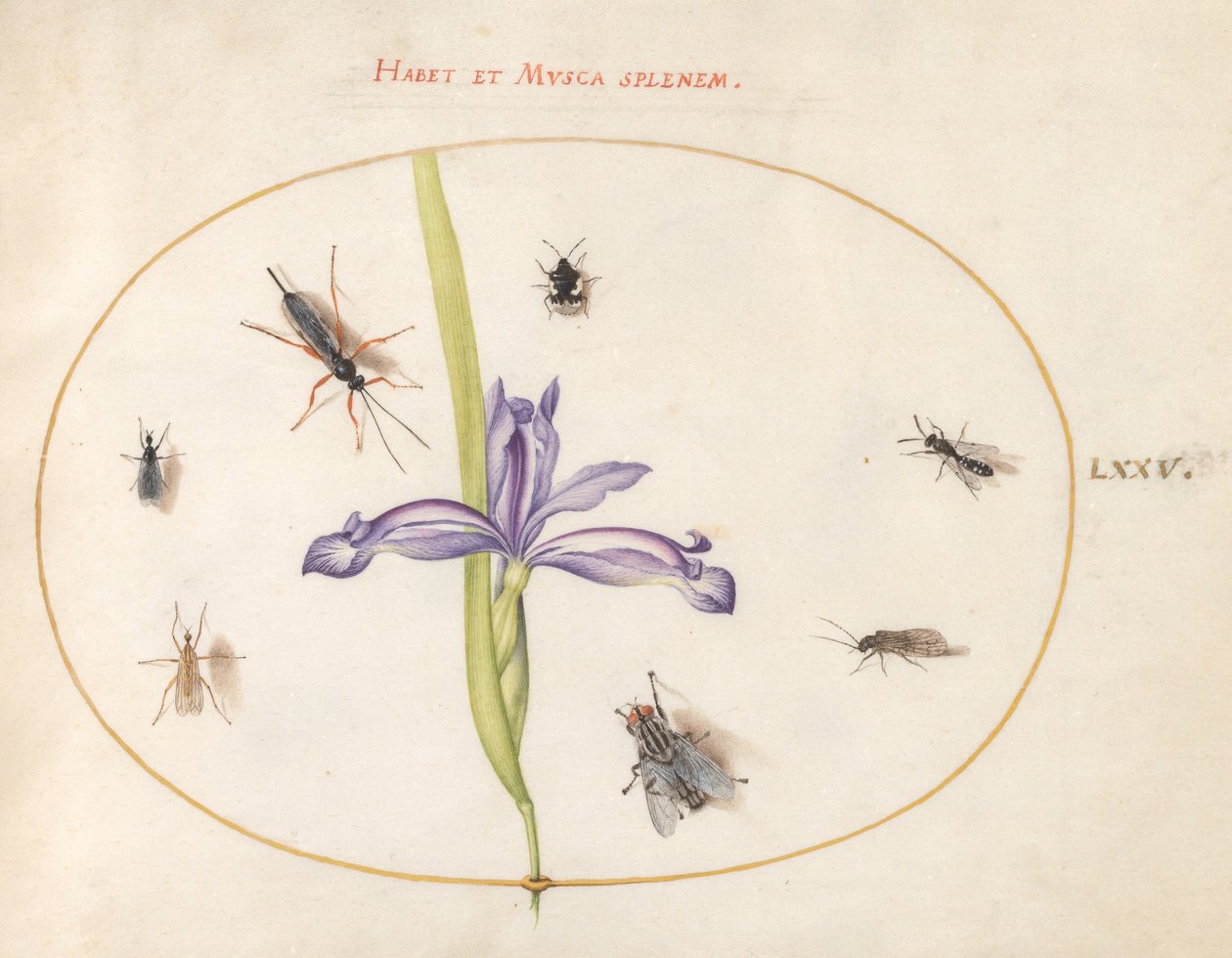 Lámina 75: Una Mosca y Otros Insectos con un Iris de Joris Hoefnagel