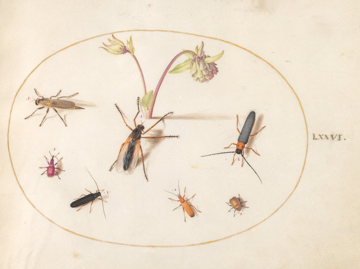 Plato 76: Insectos con una aguileña rosa y crema de Joris Hoefnagel