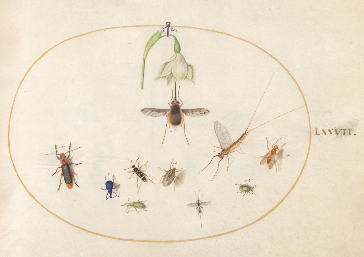 Lámina 77: bombilio moteado con una flor blanca, una efímera, un gorgojo azul y otros insectos de Joris Hoefnagel