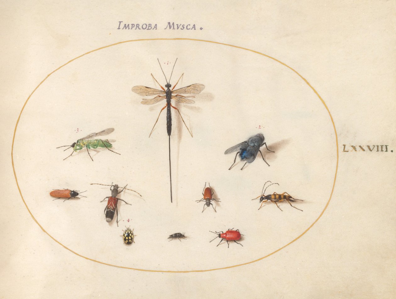 Placa 78: Diez insectos, incluyendo una mosca azul de Joris Hoefnagel