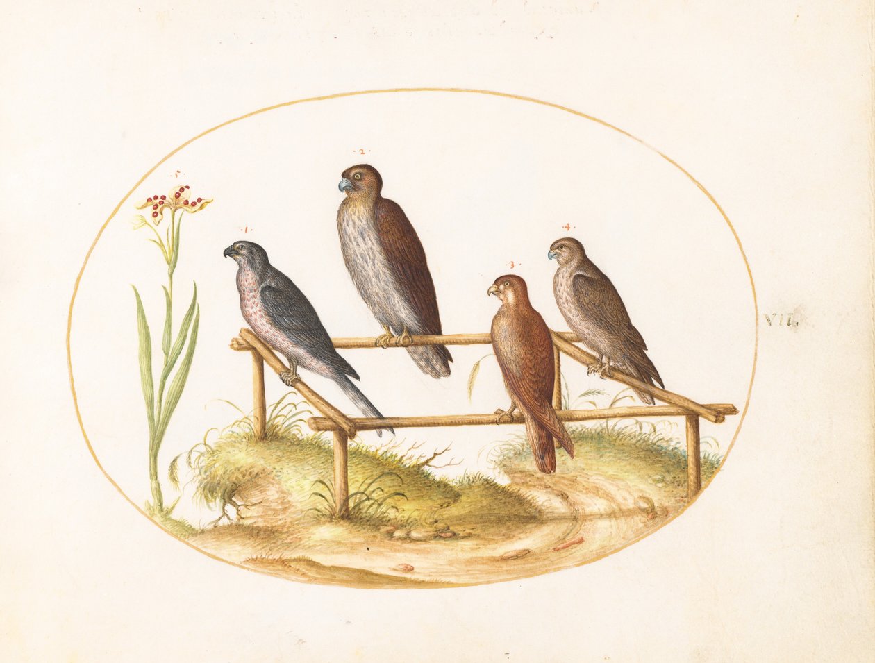 Lámina 7: Cuatro aves rapaces sobre un armazón de madera de Joris Hoefnagel