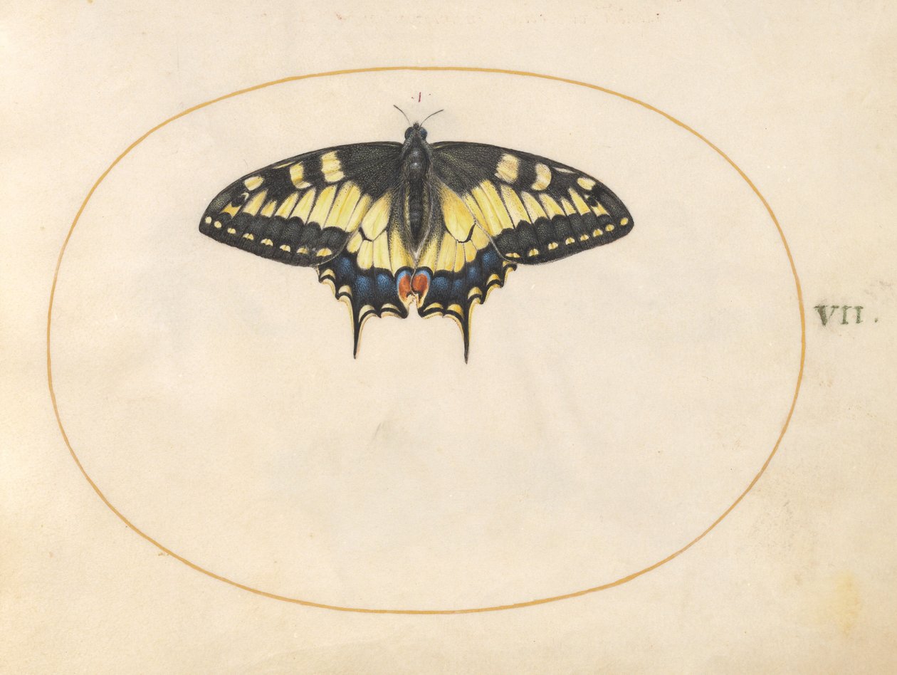 Placa 7: Mariposa cola de golondrina de Joris Hoefnagel