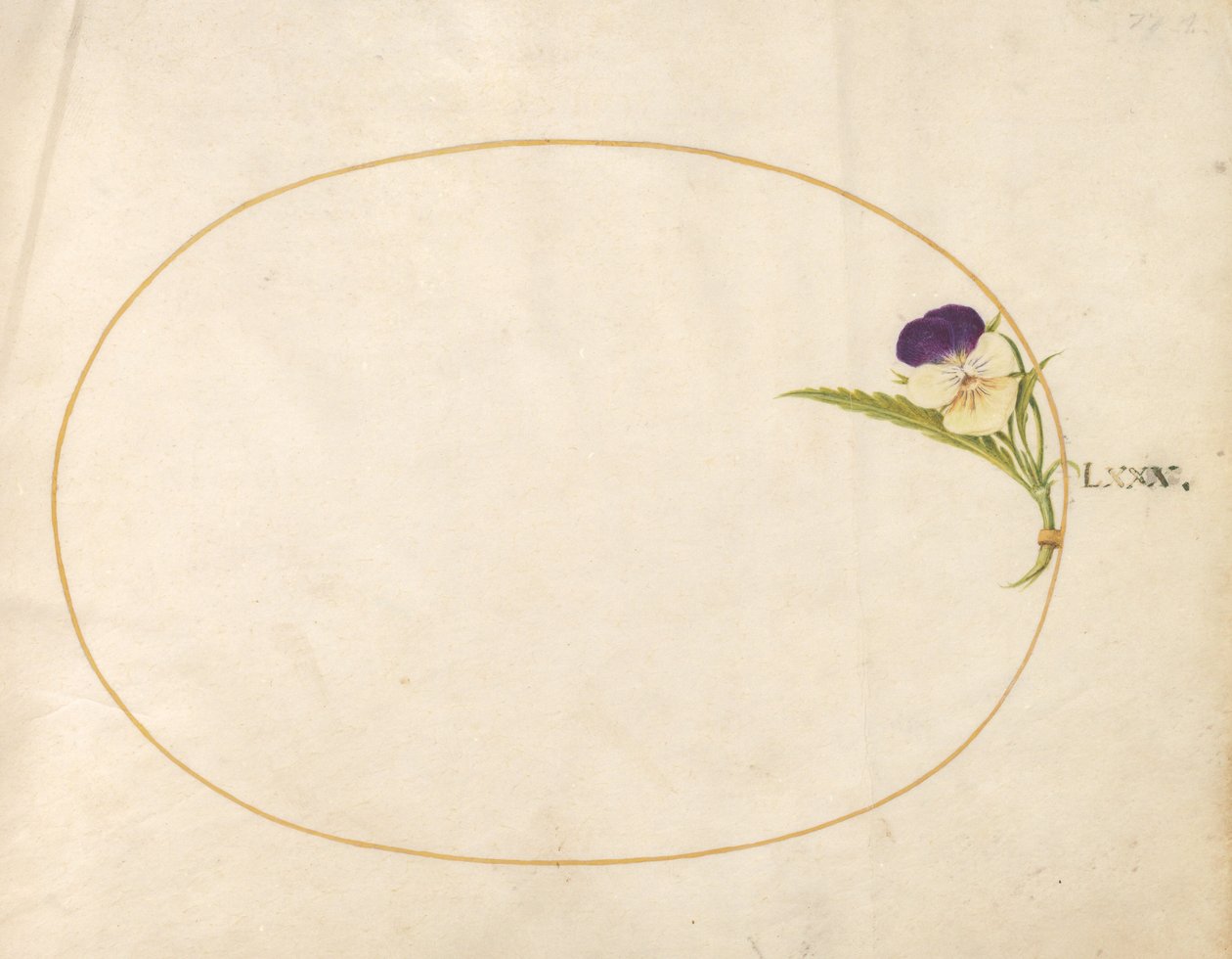 Plato 80: Viola púrpura y amarilla de Joris Hoefnagel