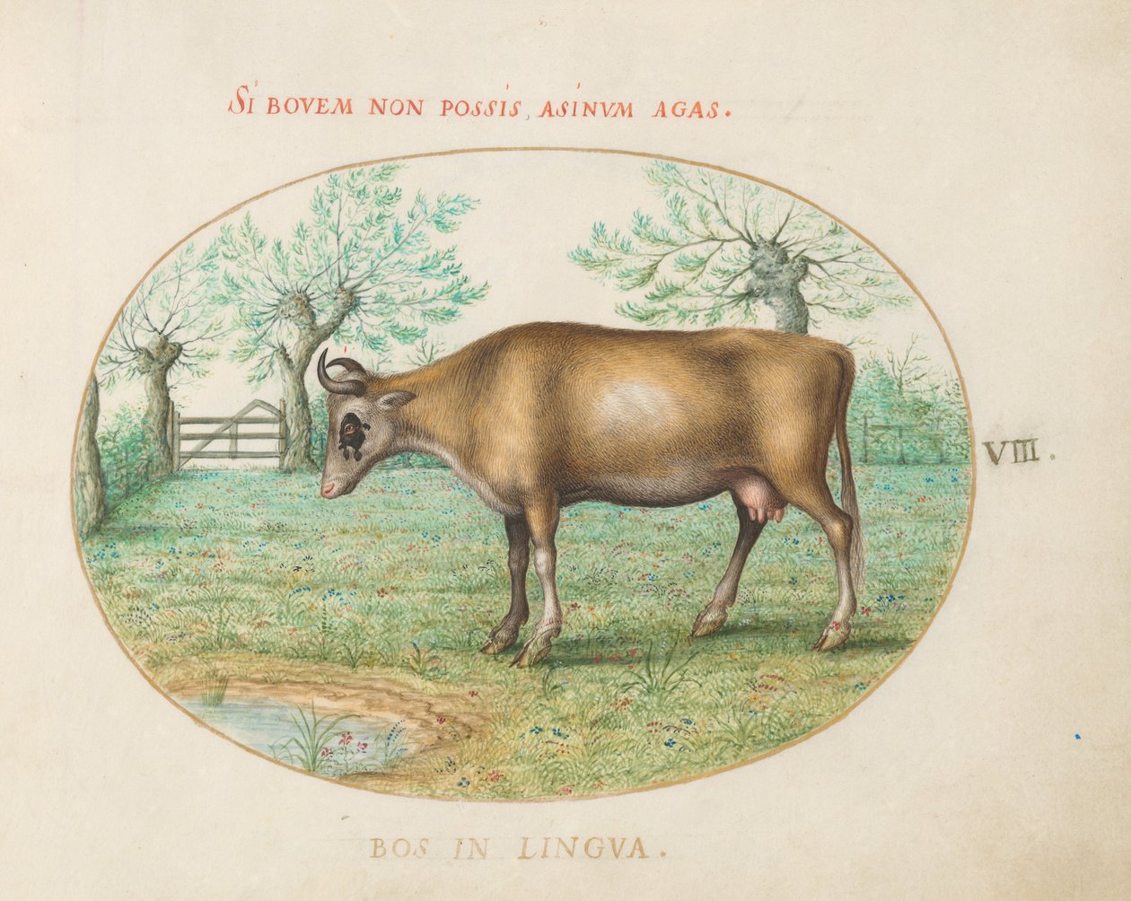 Placa 8: Una vaca de Joris Hoefnagel