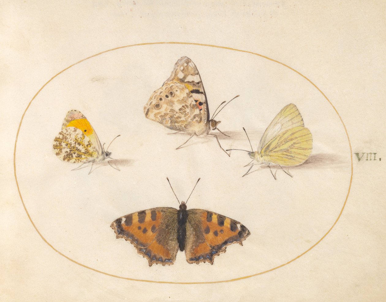 Lámina 8: Mariposas de punta naranja, mariposa pintada, mariposa blanca del sur y mariposa pequeña de carey de Joris Hoefnagel