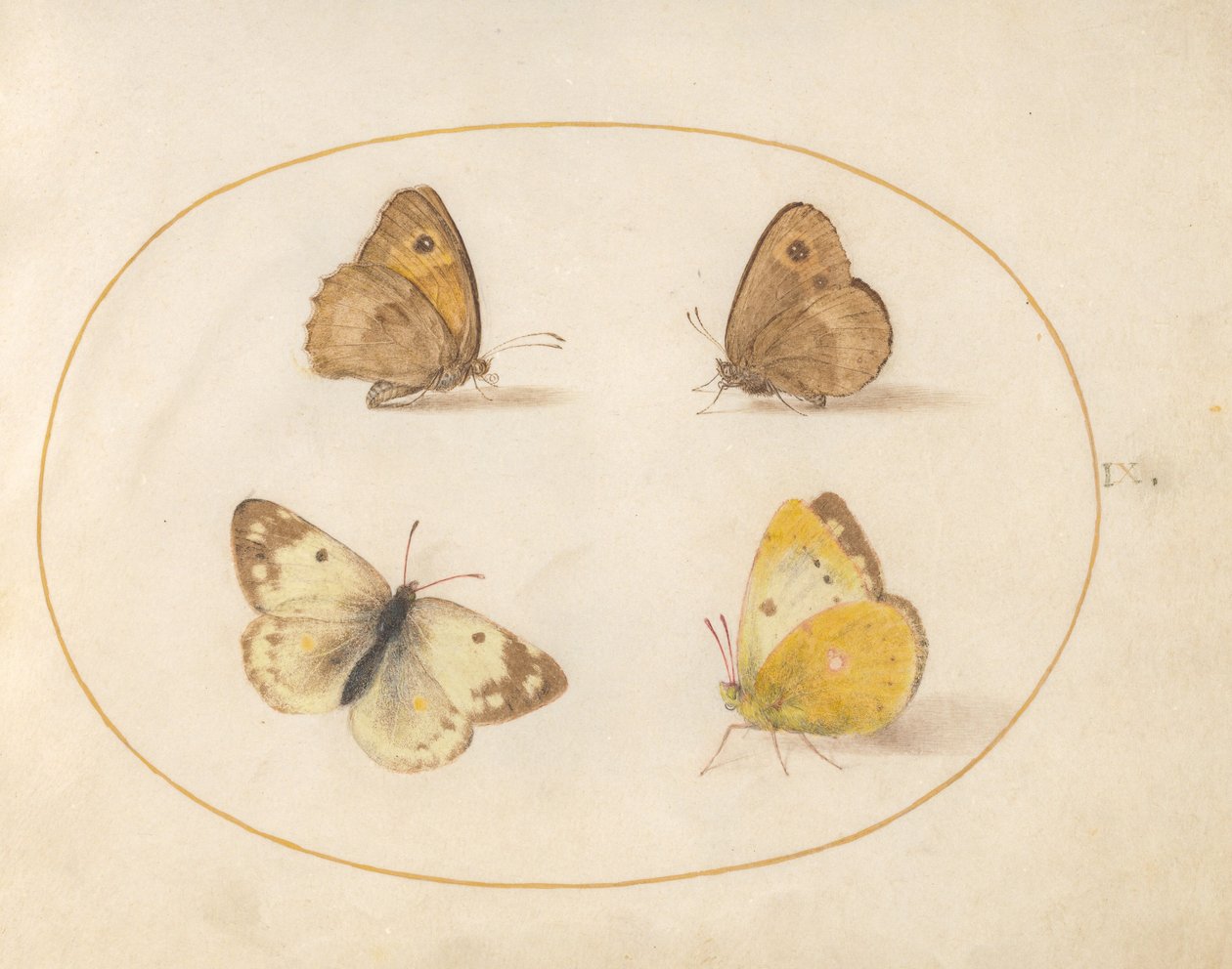 Placa 9: Mariposas marrón de pradera, guardapuertas, amarilla nublada y blanca de baño de Joris Hoefnagel