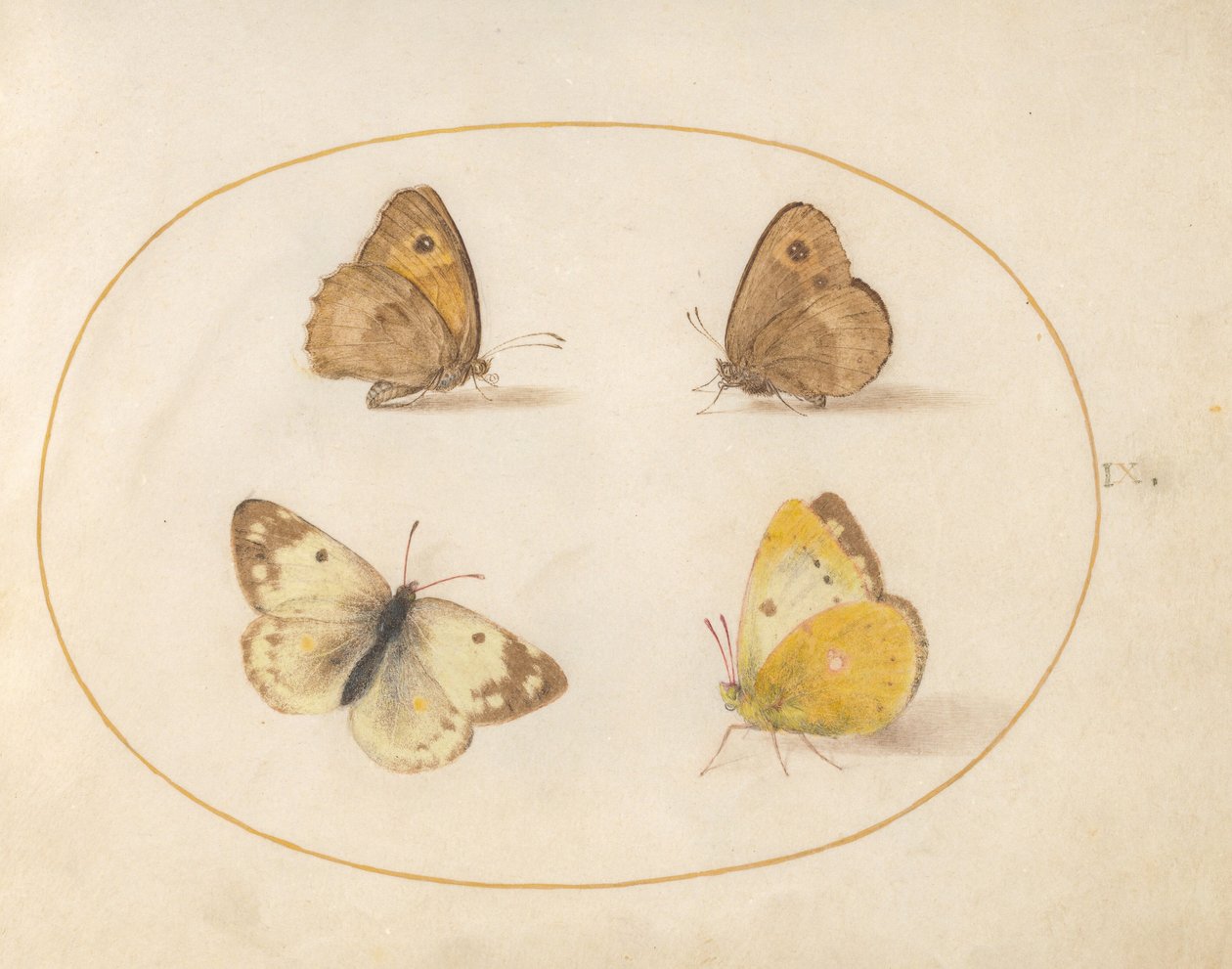 Lámina 9: Maniola jurtina, Pyronia tithonus, Colias croceus y Pontia daplidice de Joris Hoefnagel