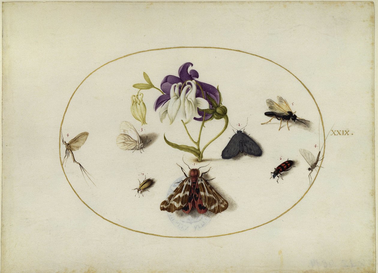 Mariposas junto a una aquileya, hoja XXIX de Joris Hoefnagel
