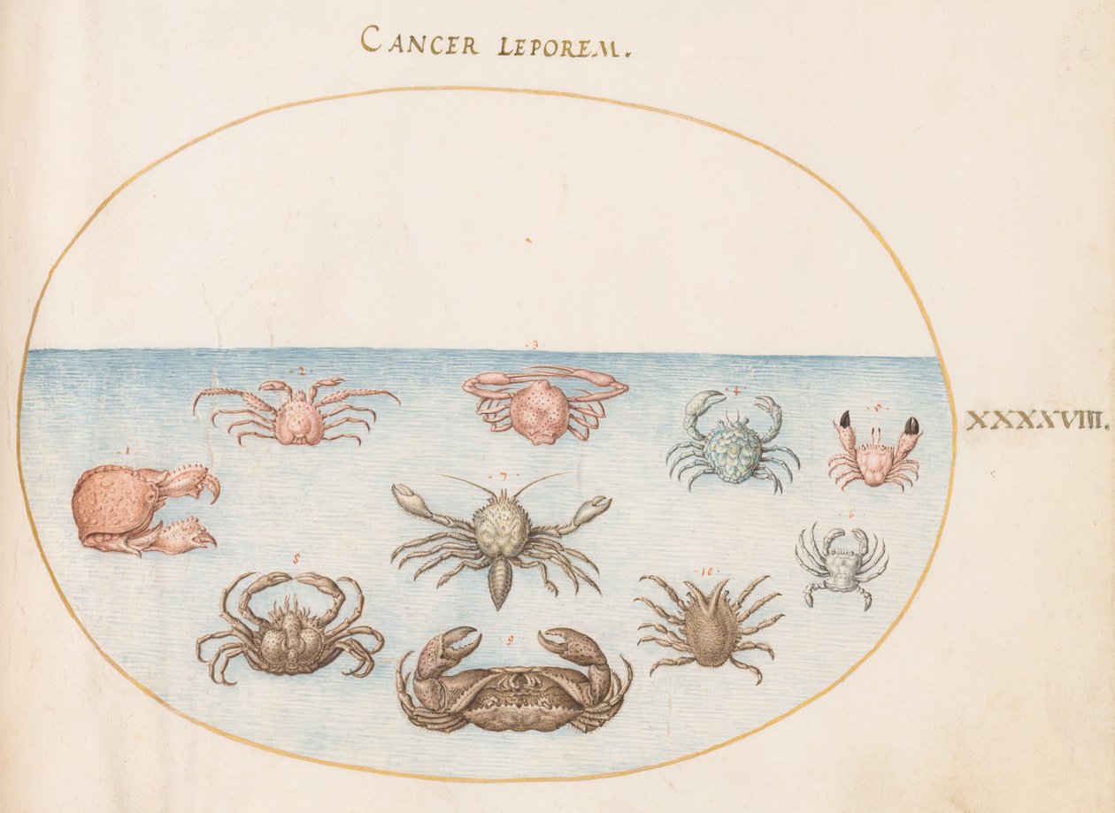 Marisco, c.1575-80 de Joris Hoefnagel