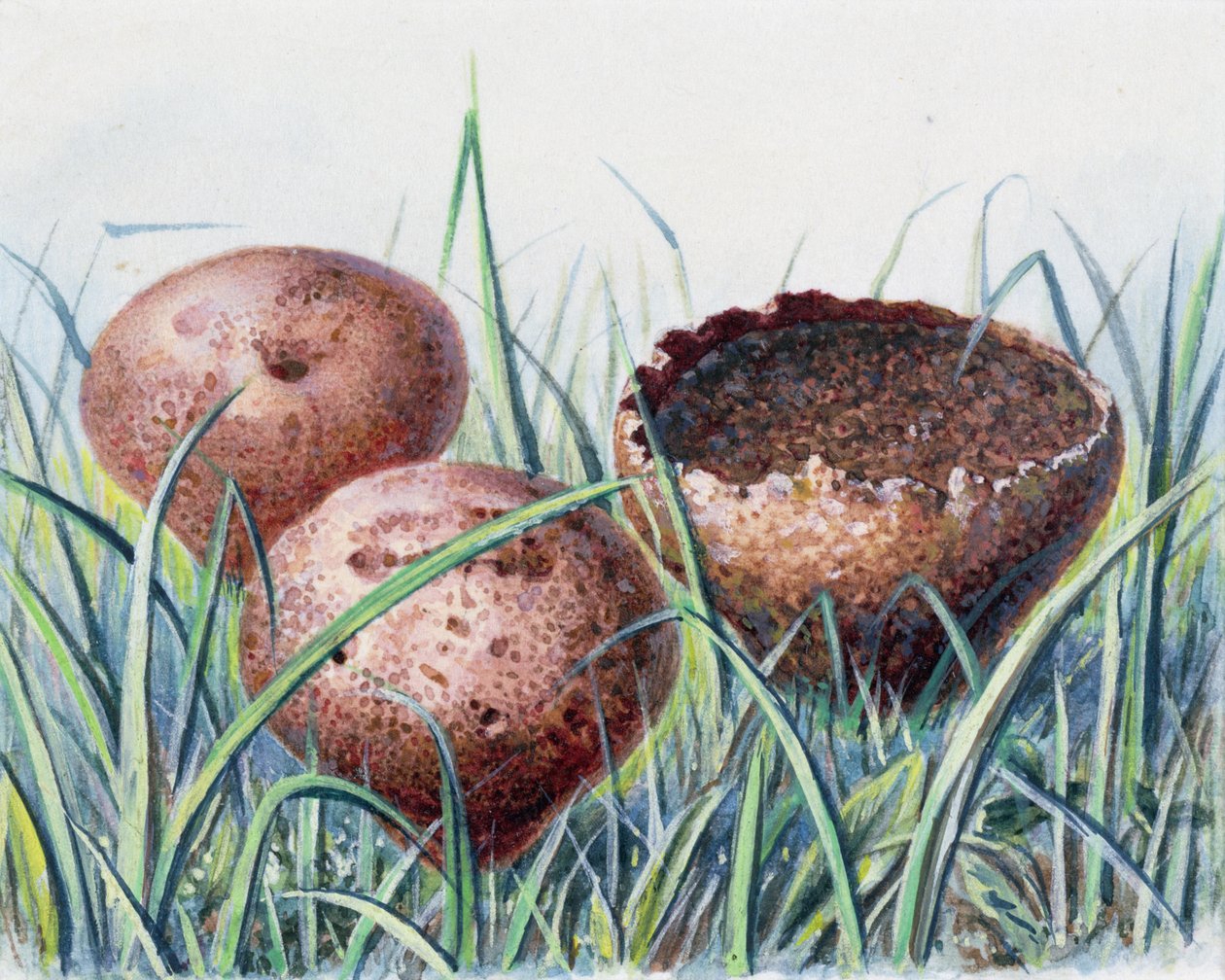 Estudio de hongos de Josef Fleischmann