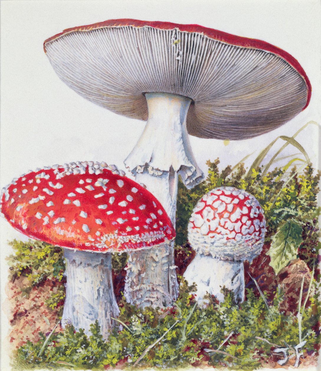 Estudio de hongos de Josef Fleischmann